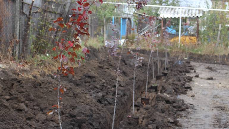 Se invită locuitorii zonei ”Poiana” la plantări în parcul de ”La Cișmea”