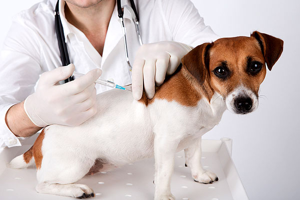 Se anunță vaccinarea animalelor din satul Costești