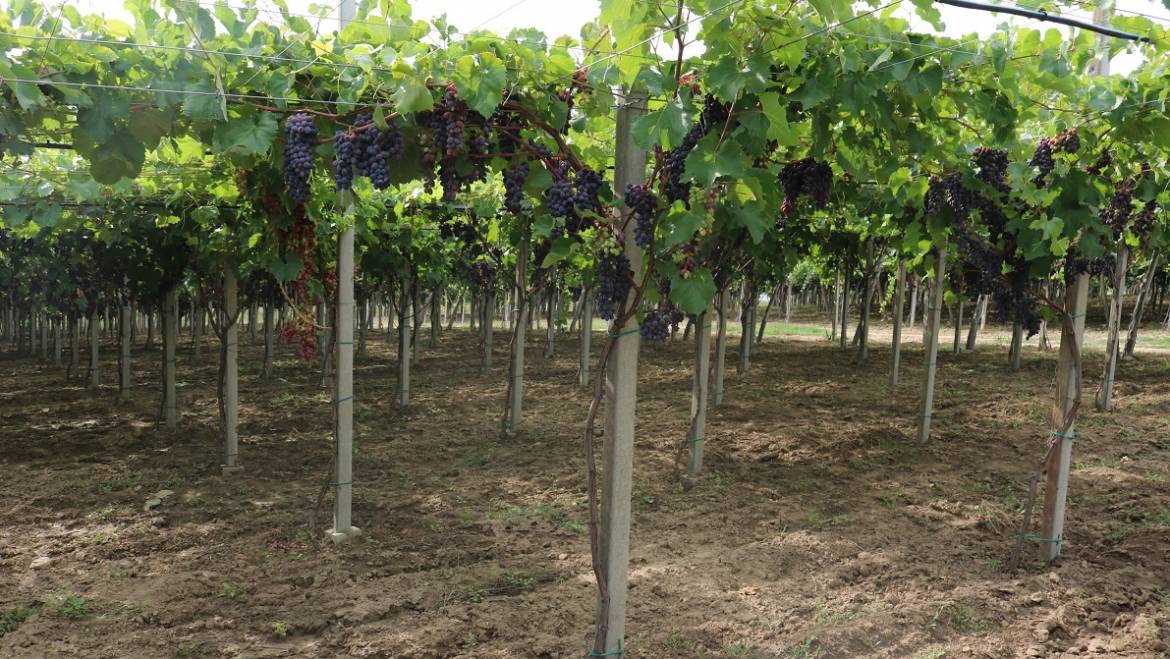 Invitație la seminarul “Implementarea  sistemelor avansate de suport Pergola și Gable în plantațiile de struguri de masă”