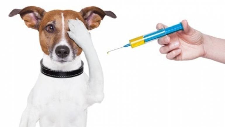 Vaccinare gratis pentru cîinii din satul Costești
