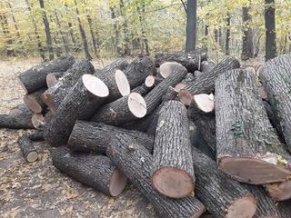 ÎS ÎSC ”Sil-Răzeni” propune spre vânzare lemne de foc