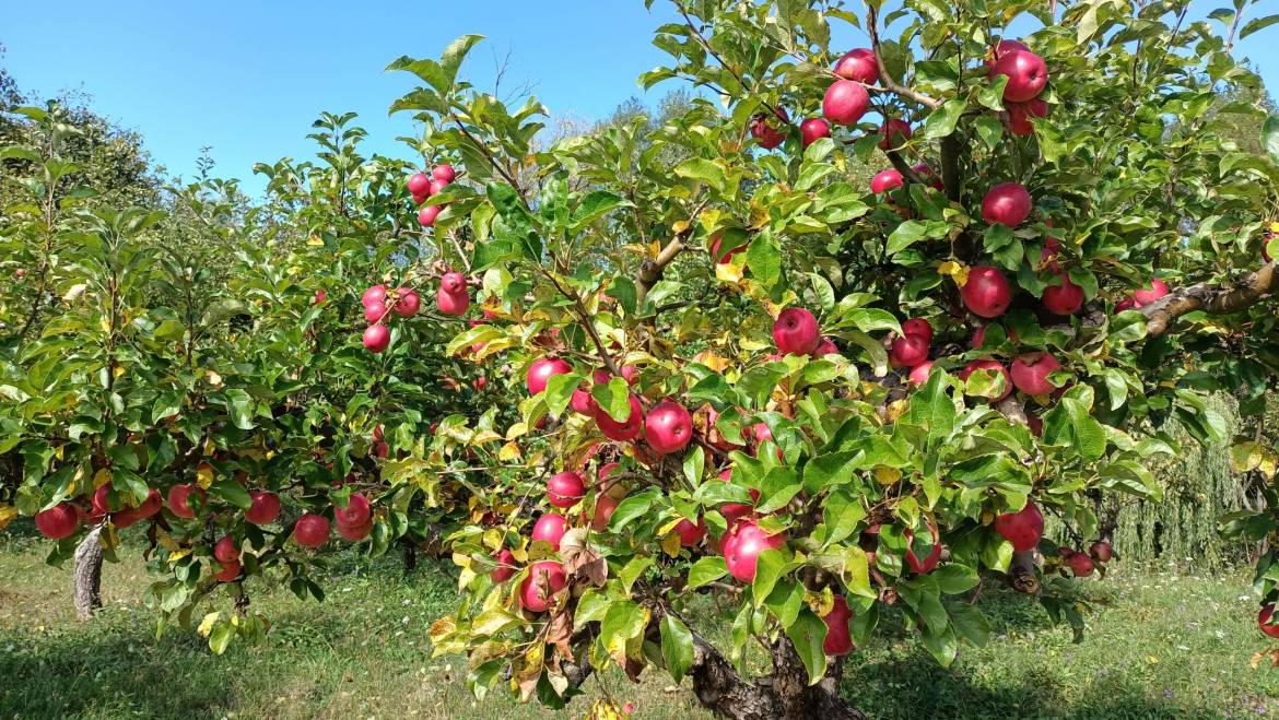 Invitație la seminar pentru agricutorii raionului Ialoveni